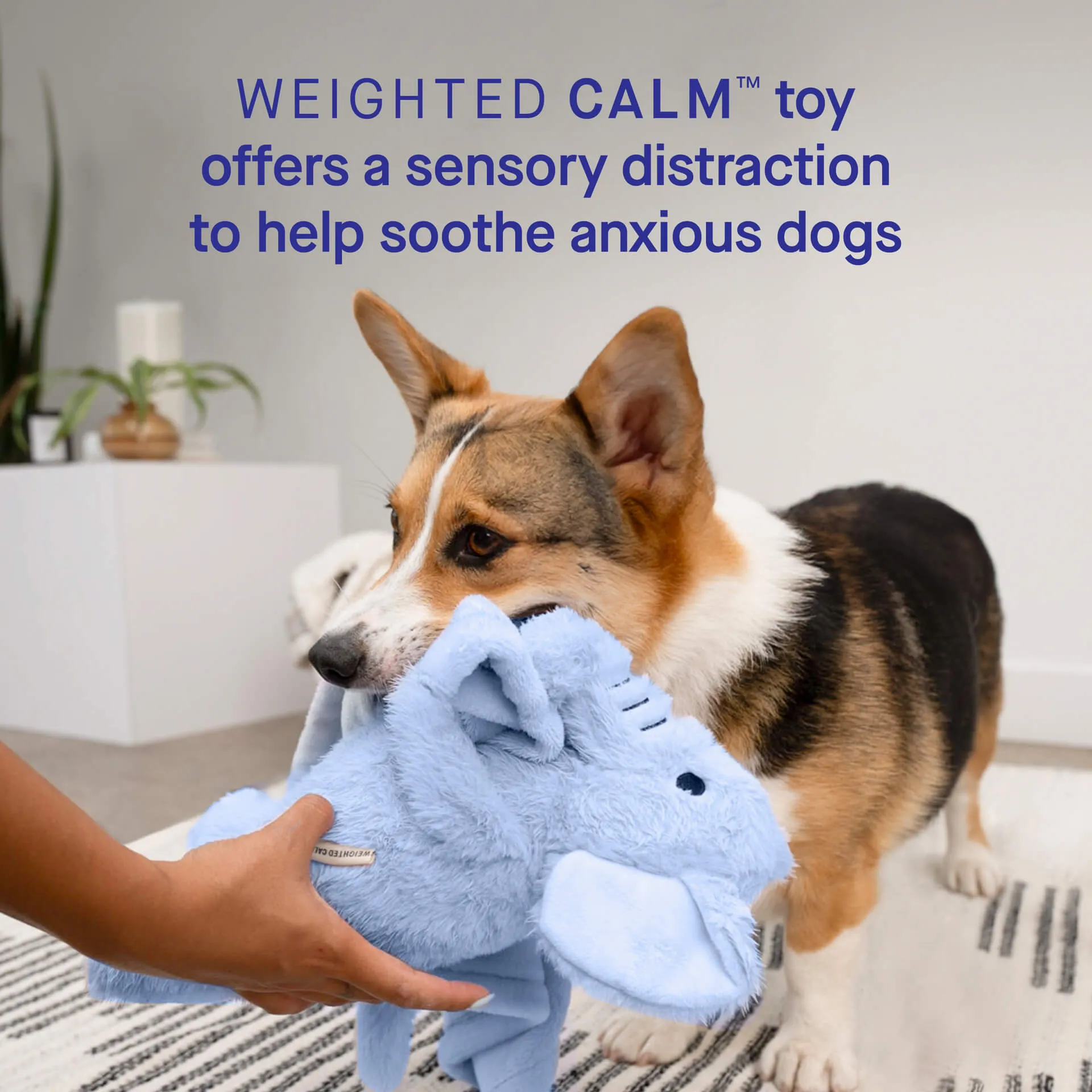 Weighted Calming Toy